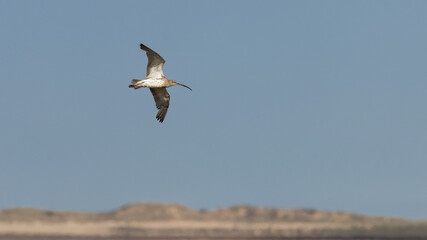 Fototapeta na wymiar A single Curlew wading bird in flight above coastline