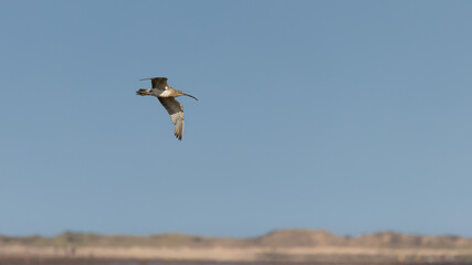 A single Curlew wading bird in flight above coastline