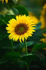 Beautiful field of blooming sunflowers against sunset golden light and blurry landscape background