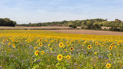 A landscape view of a field of blooming sunflowers