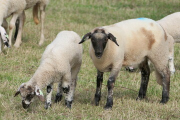 Sheep and lambs grazing in a pasture in summer