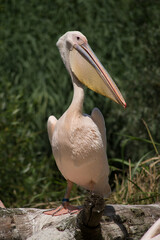 Portrait of wild pelican standing in a zoological park