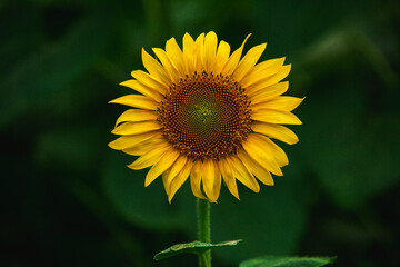 Beautiful field of blooming sunflowers against sunset golden light and blurry landscape background