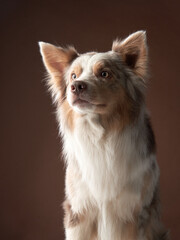 portrait of a dog on on brown background. marble fawn border collie in studio