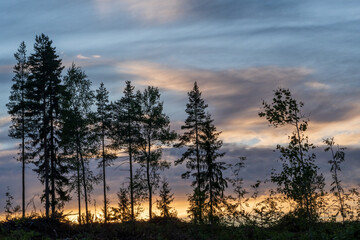 Plakat sunset in the forest