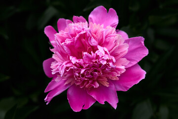 Pink flower peony against the background of green grass.