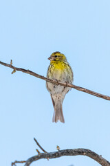 European Serin perched on a branch