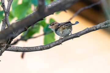 House Sparrow perched on a branch
