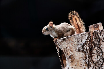 Kanadisches Rothörnchen ( Tamiasciurus hudsonicu ). © Michael