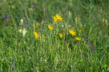 Flowers of Scorzonera hispanica, black salsify, Spanish salsify close up on a meadow