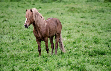 Single icelandic horse