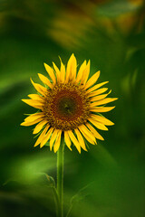 Beautiful field of blooming sunflowers against sunset golden light and blurry landscape background