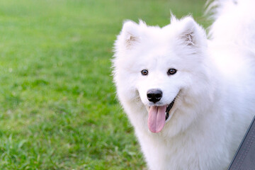 A white fluffy Siberian Samoyed husky looks friendly with a pink tongue sticking out. Pets concept. Copy space