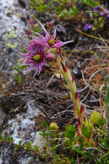 Pianta di Semprevivo (Sempervivum montanum) in fioritura