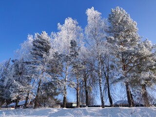 snow covered trees in winter country landscape