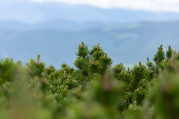 Pinus mugo (bog pine, creeping pine, dwarf mountain pine, mugo pine, mountain pine, scrub mountain pine) in the Carpathian Mountains. Branches of a dwarf mountain pine (Pinus mugo). 