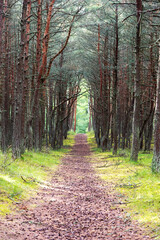 An image of a dancing forest on the Curonian Spit in the Kaliningrad region in Russia.
