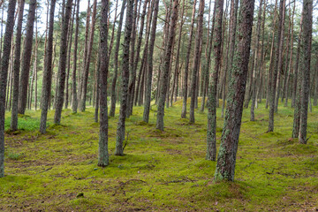 An image of a dancing forest on the Curonian Spit in the Kaliningrad region in Russia.