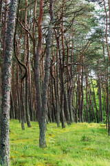 An image of a dancing forest on the Curonian Spit in the Kaliningrad region in Russia.