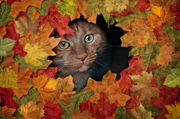 Cute red cat looking curious out of a hole in colorful autumn leaves.	