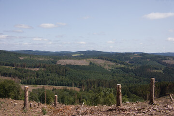 Fototapeta na wymiar Damaged coniferous forest
