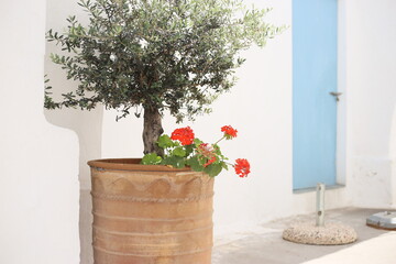 ancient maritime courtyard white walls flowerpot plant