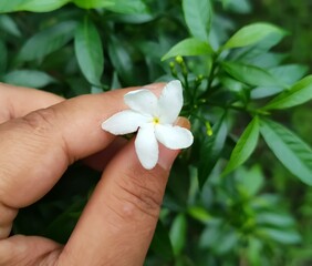 frangipani flower in hand