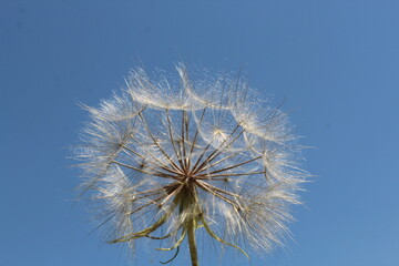Obraz premium big white dandelion against the blue sky