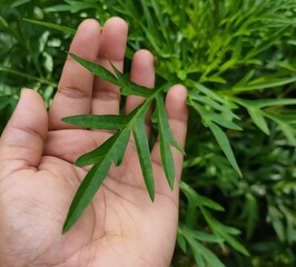 plant in hand