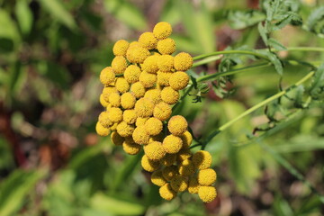 Tansy medicinal herb alternative organic