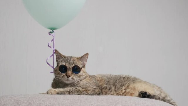 Ginger cat in trendy sunglasses lying beside a blue balloon on a couch on a background of a white wall.