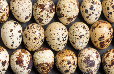 Obraz premium Small but nutritious quail eggs