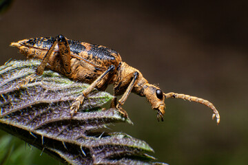 Rhagium sycophanta