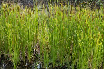 Plant wall with green colors