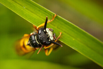 Philanthus triangulum