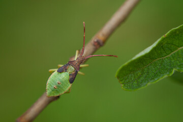 Gonocerus acuteangulatus