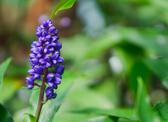 Beautiful Muscari Armeniacum flowers blooming in the morning sunlight. 