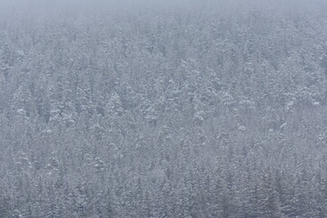 Fototapeta na wymiar Snow storm in the forest