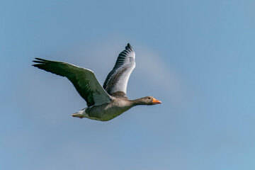  Greylag Goose (Anser anser)  in flight. Gelderland in the Netherlands. Isolated on ablue sky background.                                                                     