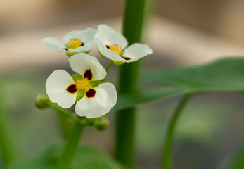 Arrow Head plant in garden