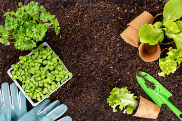 Woman planting young seedlings of lettuce salad in the vegetable garden