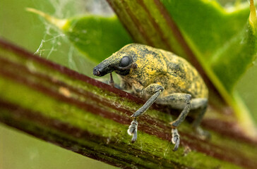 Larinus turbinatus