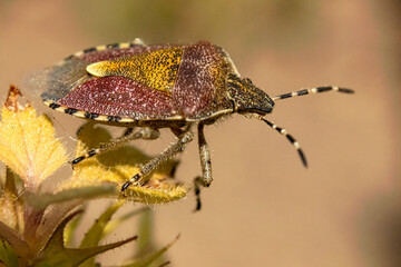 Dolycoris baccarum