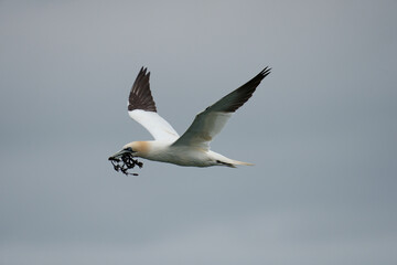 Gannet, Morus bassanus