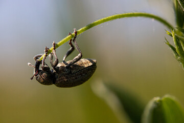 Larinus turbinatus