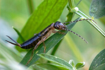Forficula auricularia