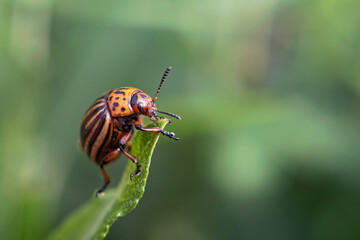 Leptinotarsa decemlineata