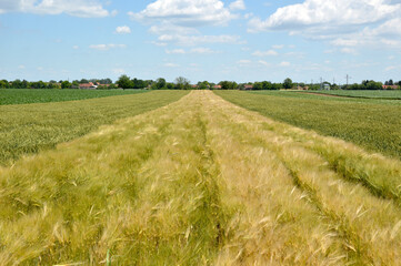 Obraz premium rural landscape in Vojvodina, with wheat and barley fields in bright spring day