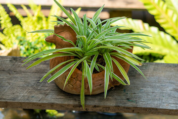 Chlorophytum in white flowerpot on wooden background . Ornamental plants in pot Variegatum,comosum. Spider Plant