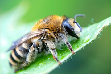 Apis mellifera